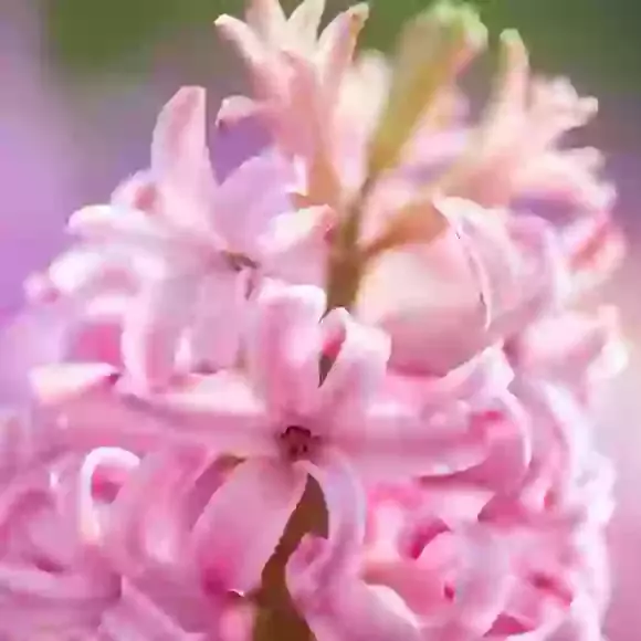 Hyacinths